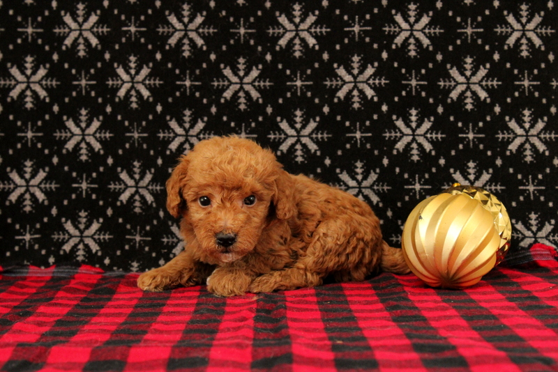puppy, for, sale, Mini Poodle, Matthew B. Stoltzfus, dog, breeder, Gap, PA, dog-breeder, puppy-for-sale, forsale, nearby, find, puppyfind, locator, puppylocator, aca